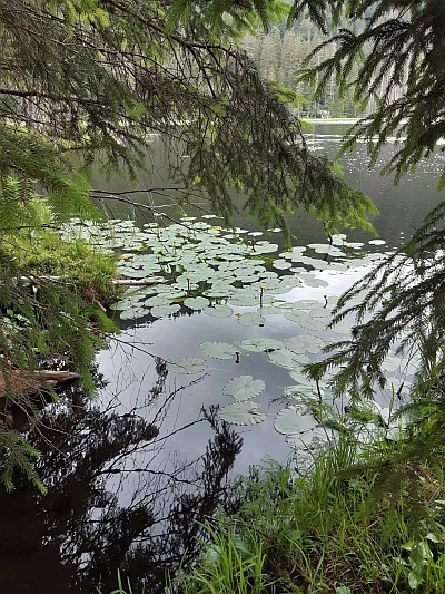  herrliche Umgebung im Bayerischen Wald 